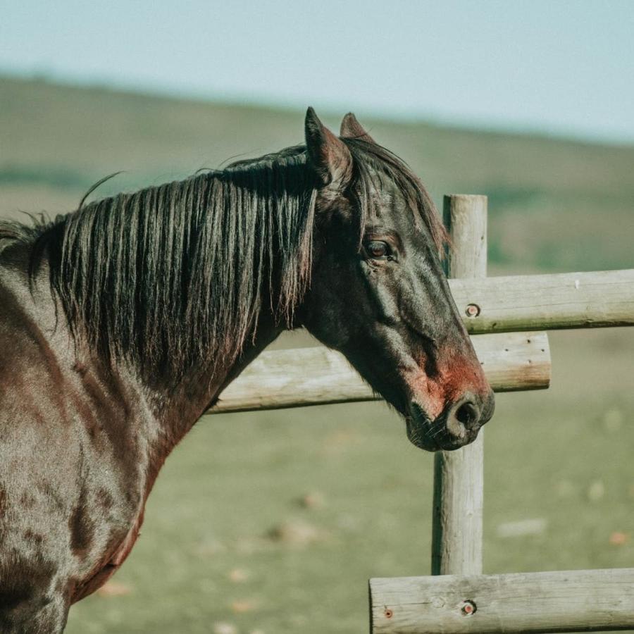 Вилла Oudebosch Guest Farm Риверсдейл Экстерьер фото